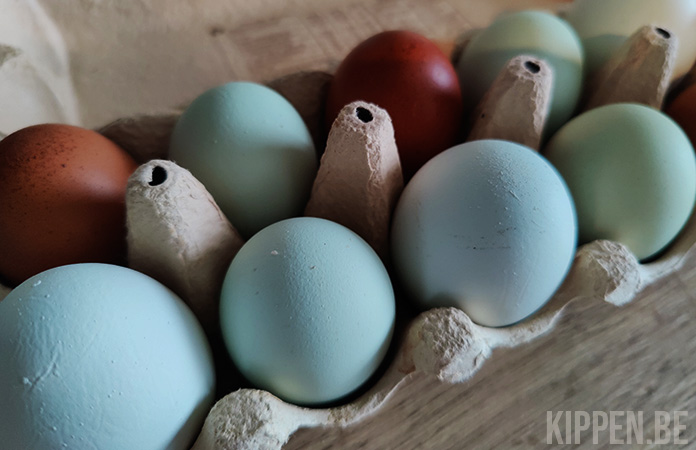verantwoordelijkheid Schandelijk verschil Blauw, Groen of Roze: Welke Kippenrassen Leggen Gekleurde Eieren? -  Kippen.be