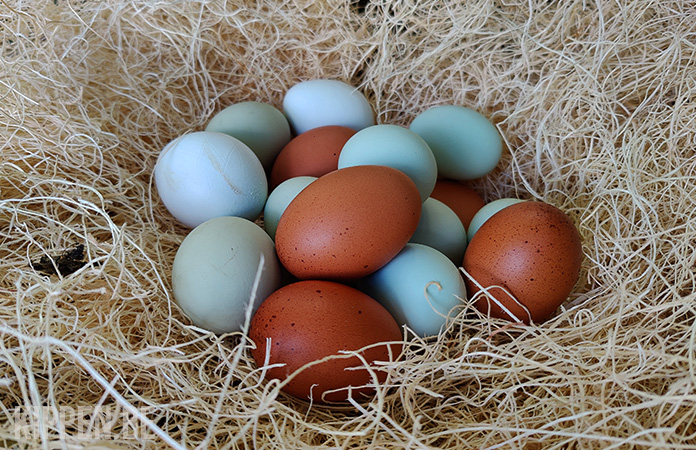 Efficiënt streepje binnenvallen Blauw, Groen of Roze: Welke Kippenrassen Leggen Gekleurde Eieren? - Kippen .be
