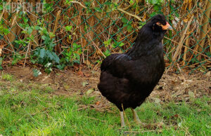 Araucana Kippen Alles Over De Blauwe Eierlegger Kippen Be