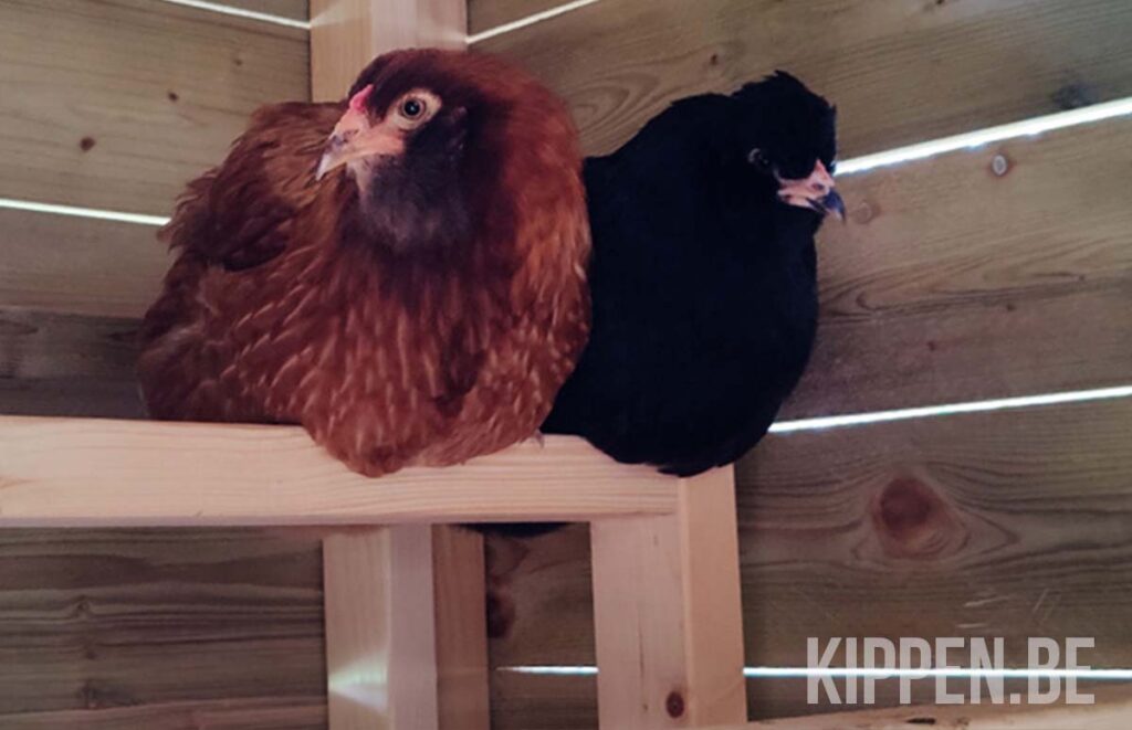 twee kippen op een zitstok in het hok